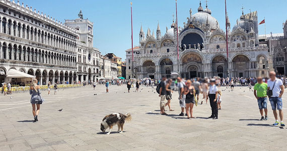 cattedrale e piazza san marco